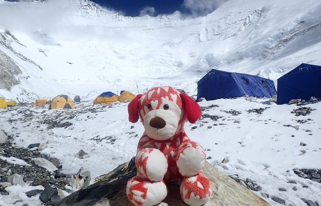 HeartDog relaxes at Everest Camp 2