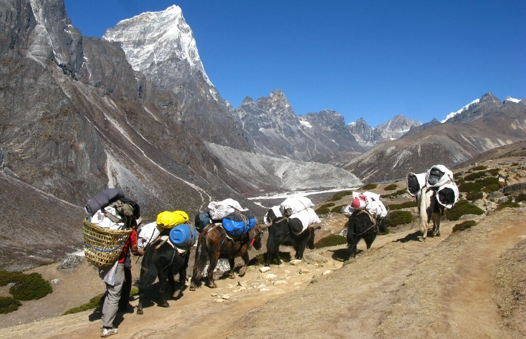 Yaks carry climbing gear to Everest Base Camp